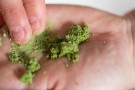 Herbalism (fersk rens) thumbnail